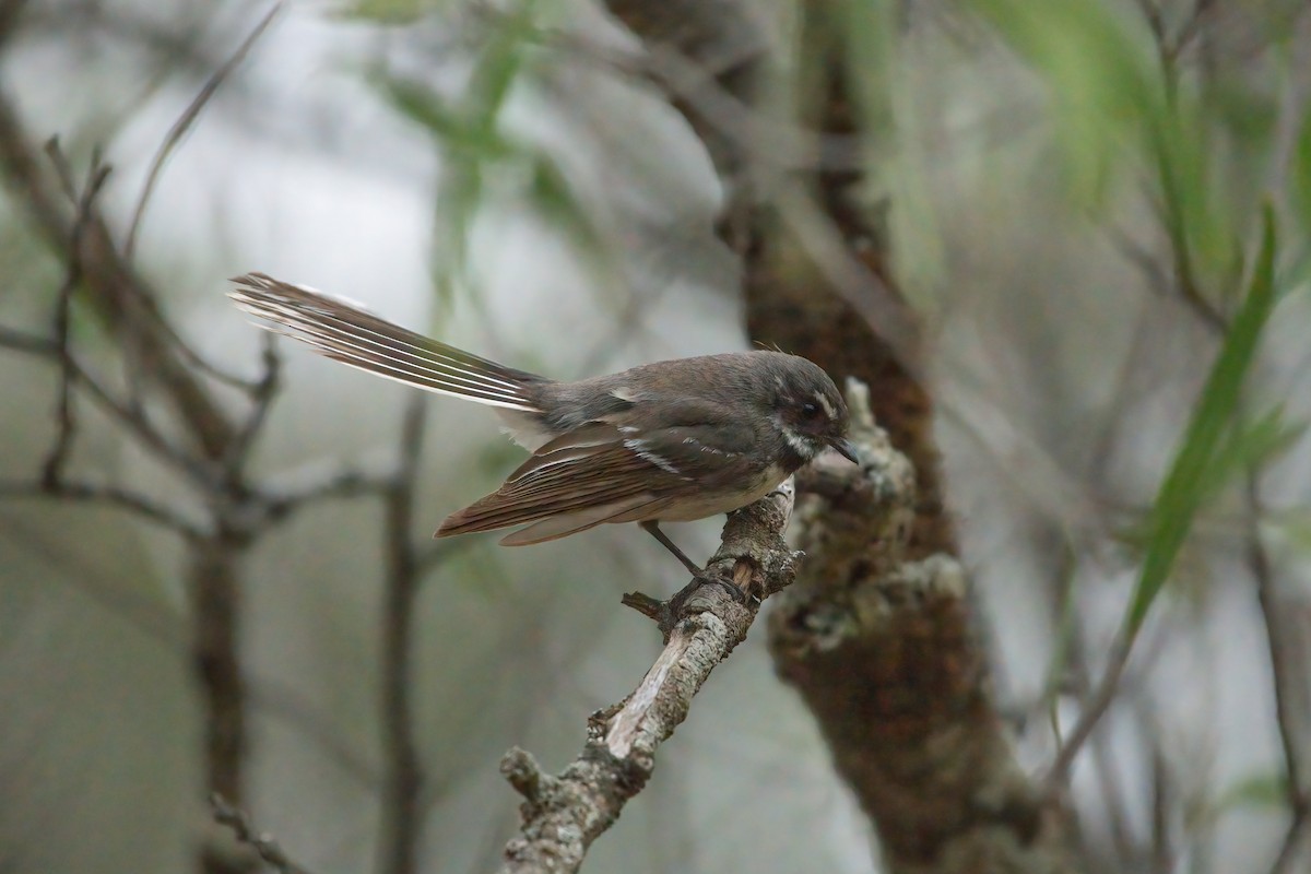 Gray Fantail - ML645235856