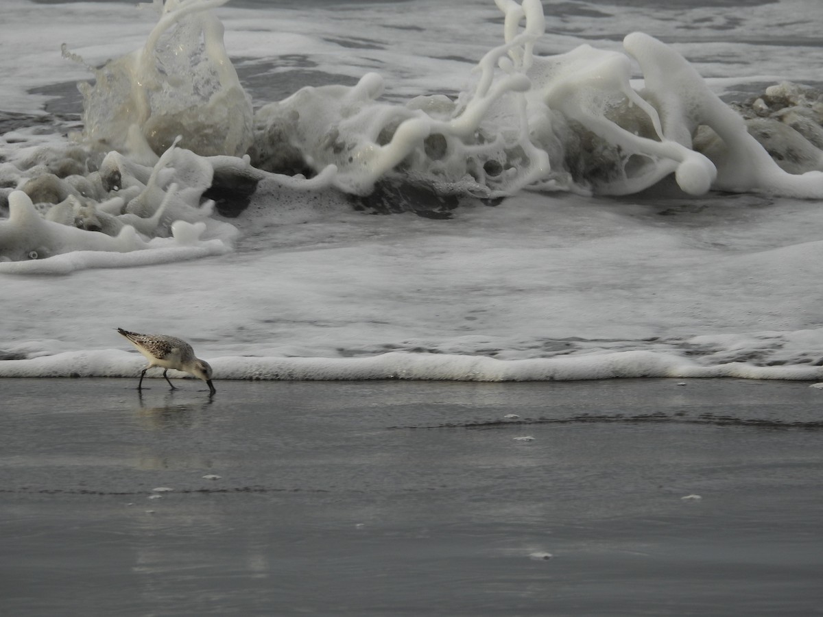 三趾濱鷸 - ML645235857