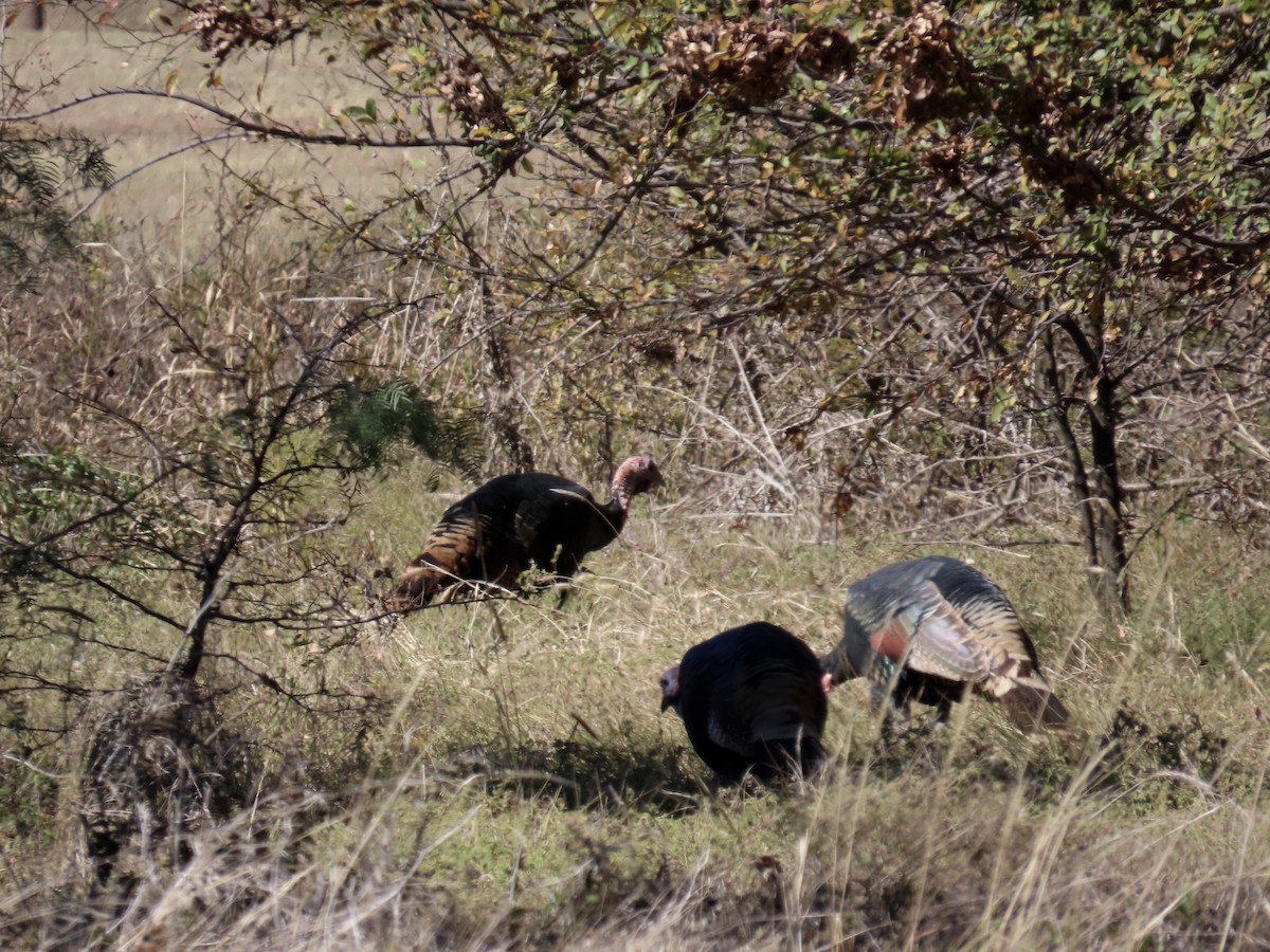 Wild Turkey - ML645235858