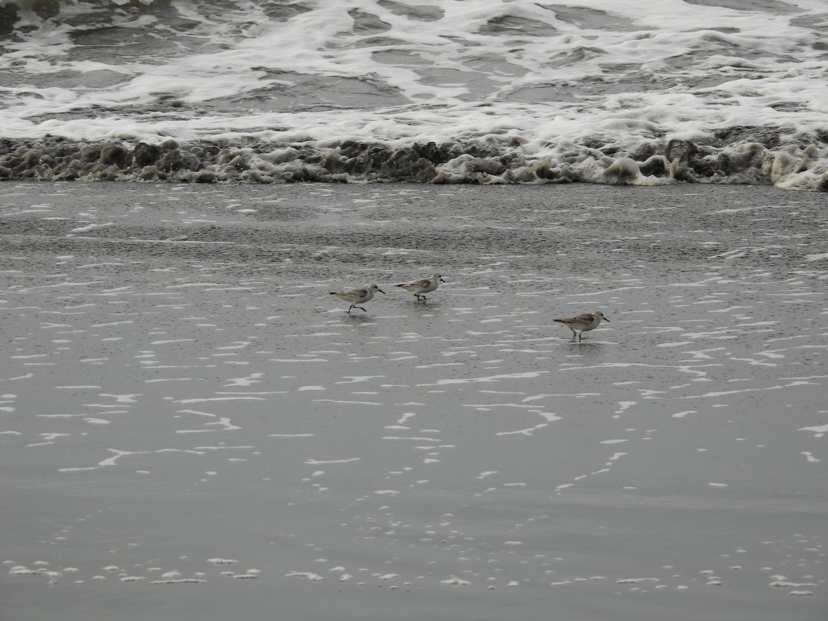 三趾濱鷸 - ML645235859