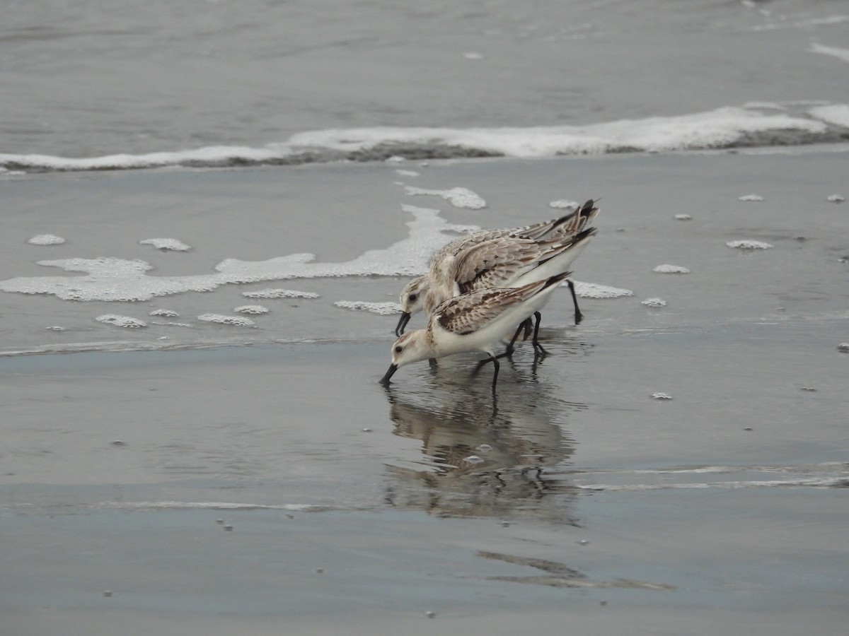 三趾濱鷸 - ML645235863