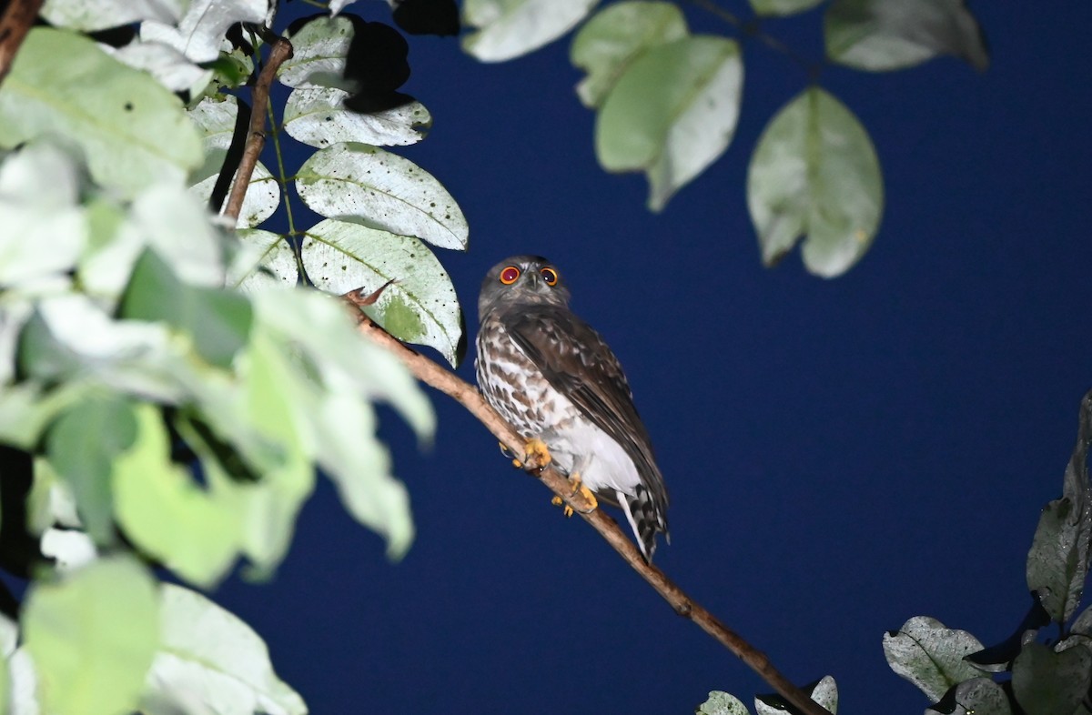 Brown Boobook - ML645235865