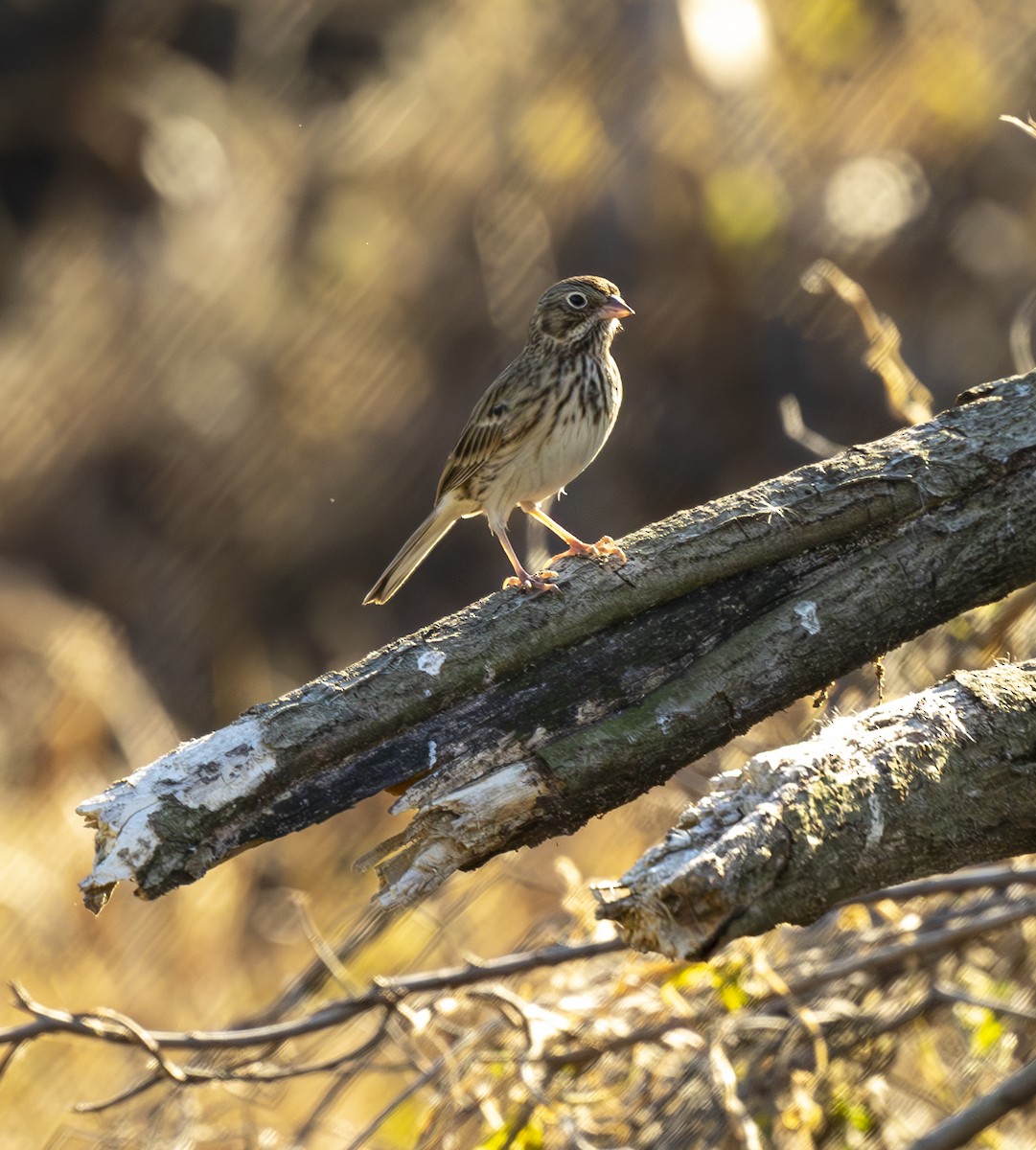 Vesper Sparrow - ML645235866