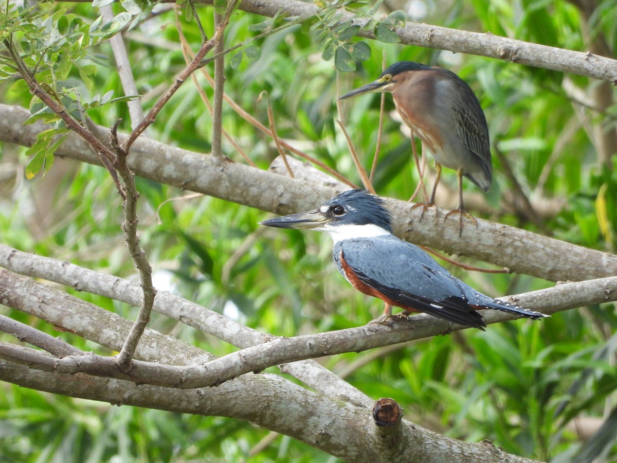 Ringed Kingfisher - ML645235867