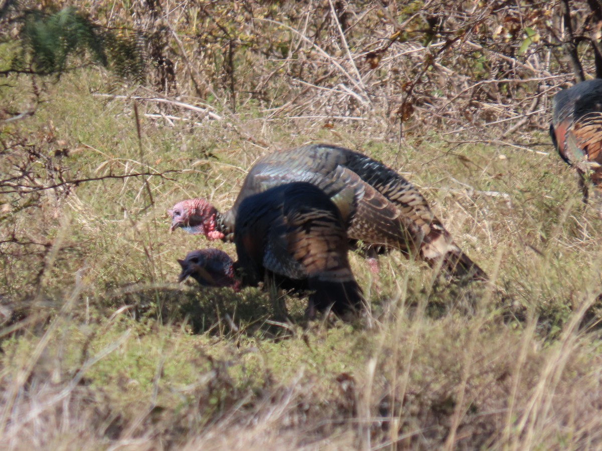 火雞 - ML645235868