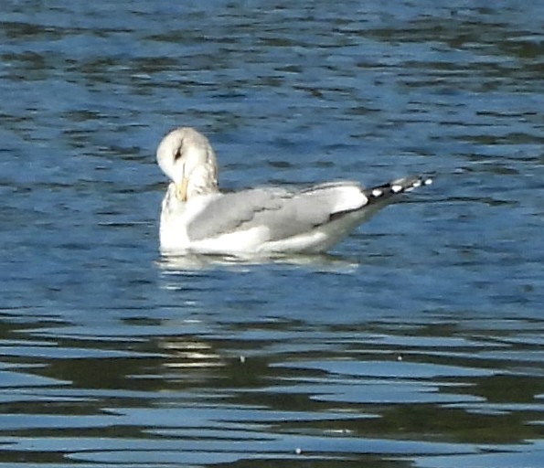 Iceland Gull (Thayer's) - ML645235870