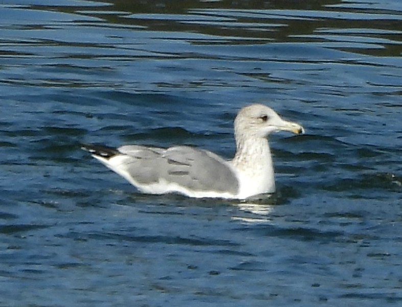 Iceland Gull (Thayer's) - ML645235872
