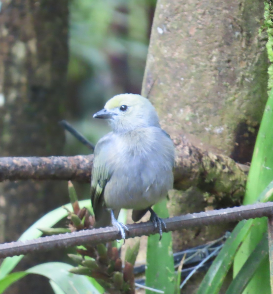 Blue-gray Tanager - ML645235873