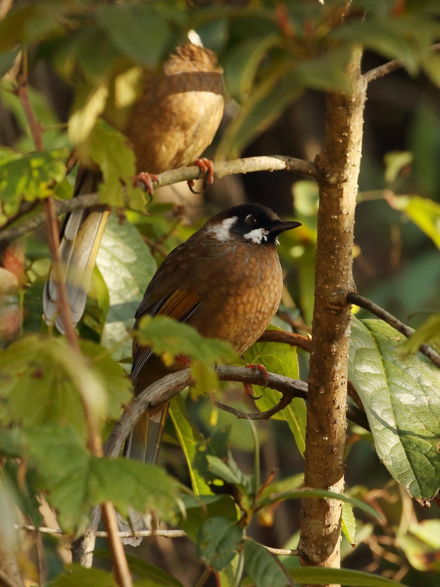 Black-faced Laughingthrush - ML645235875