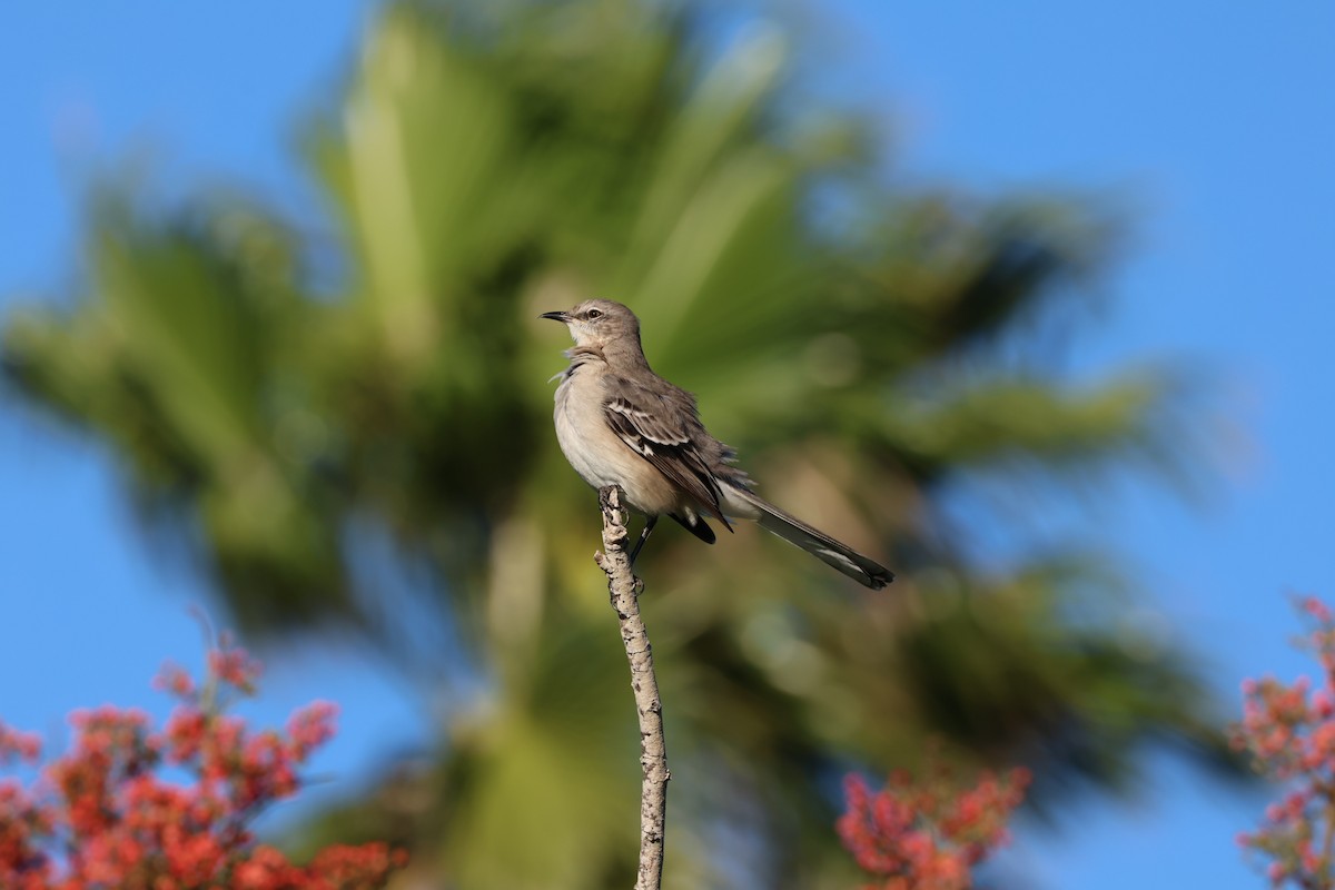 Northern Mockingbird - ML645235876