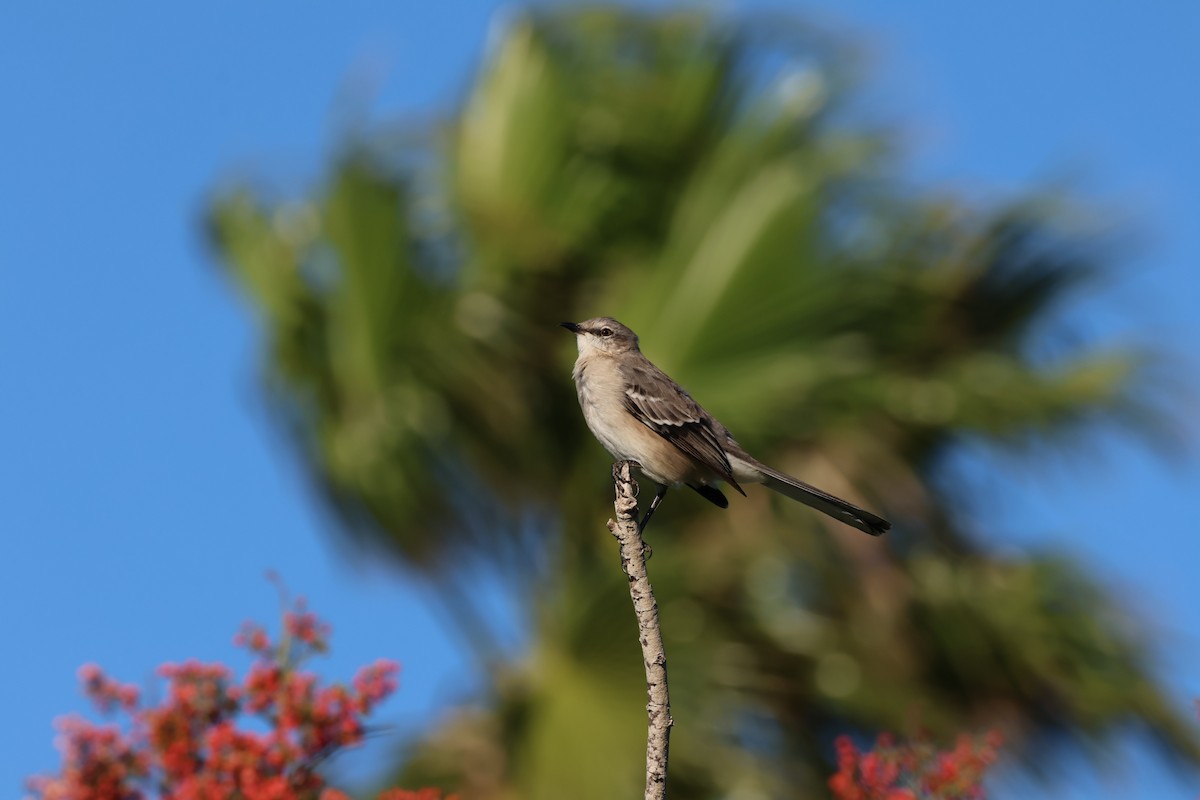 Northern Mockingbird - ML645235877