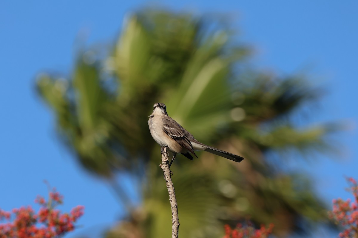 Northern Mockingbird - ML645235878