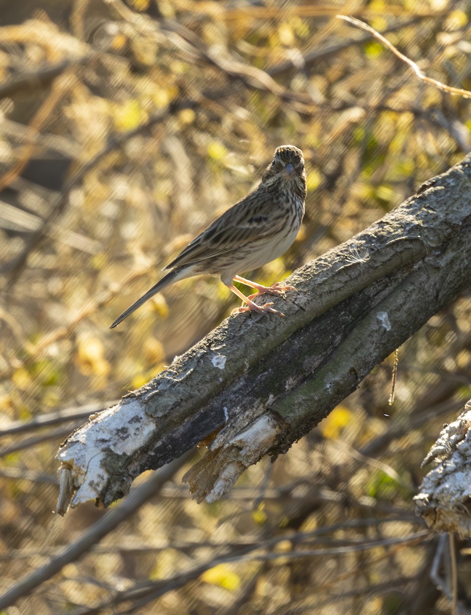 Vesper Sparrow - ML645235882