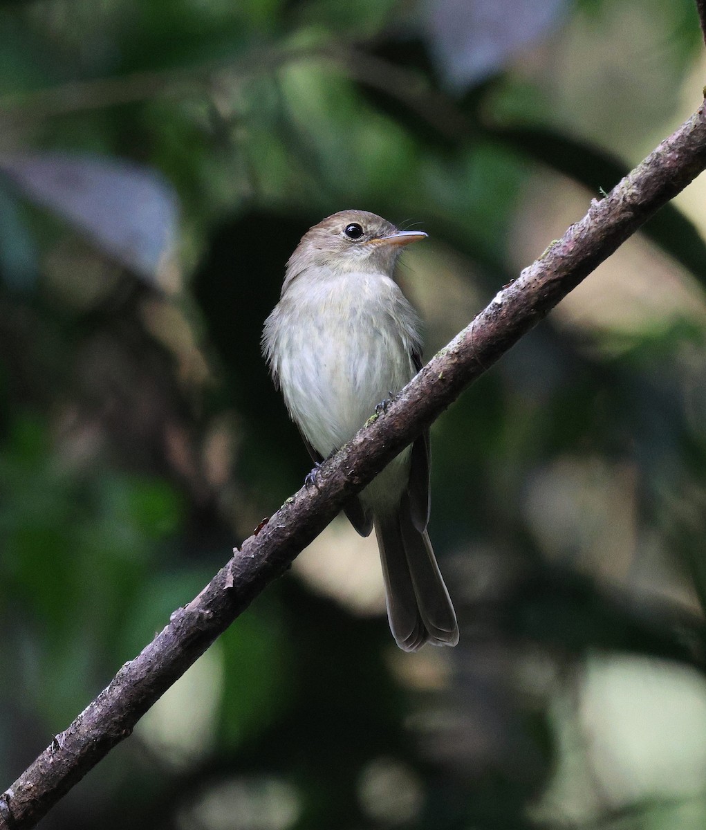 Euler's Flycatcher - ML645235883