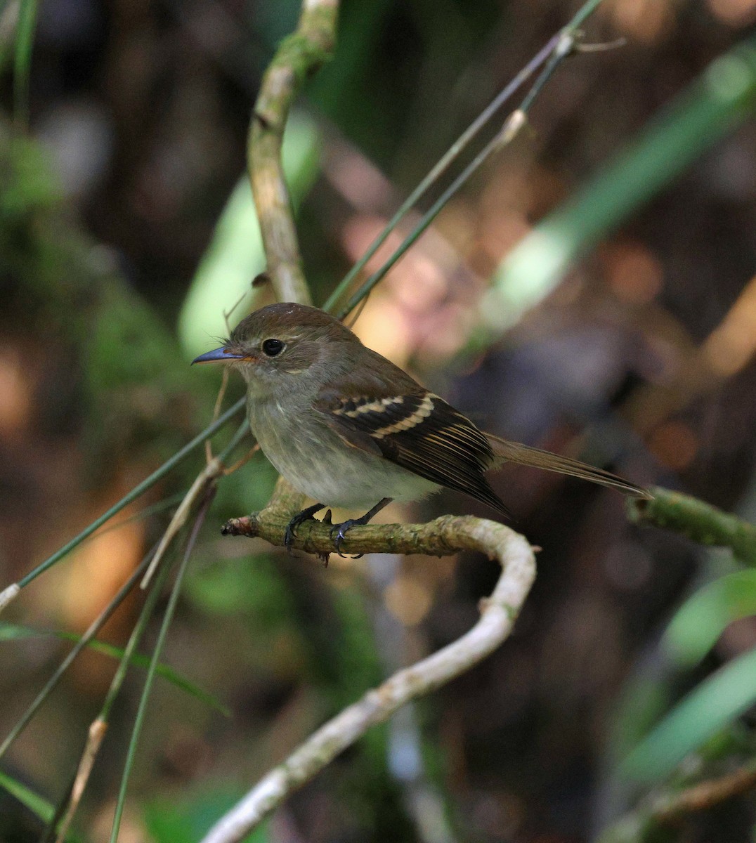 Euler's Flycatcher - ML645235884