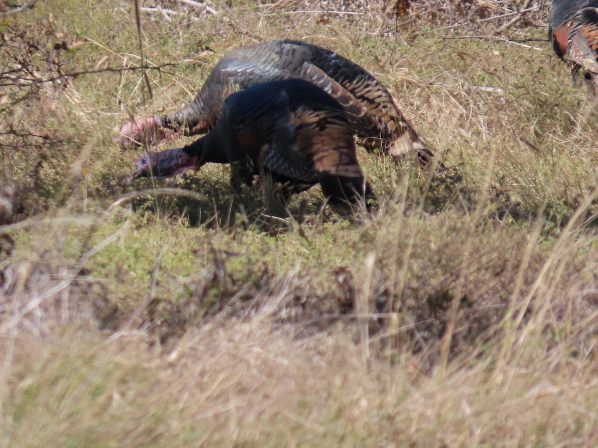 火雞 - ML645235886