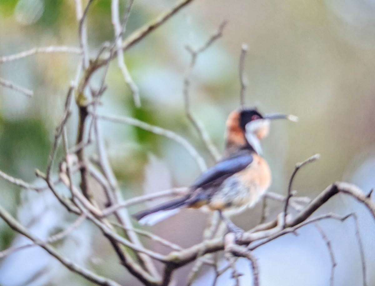 Eastern Spinebill - ML645235887