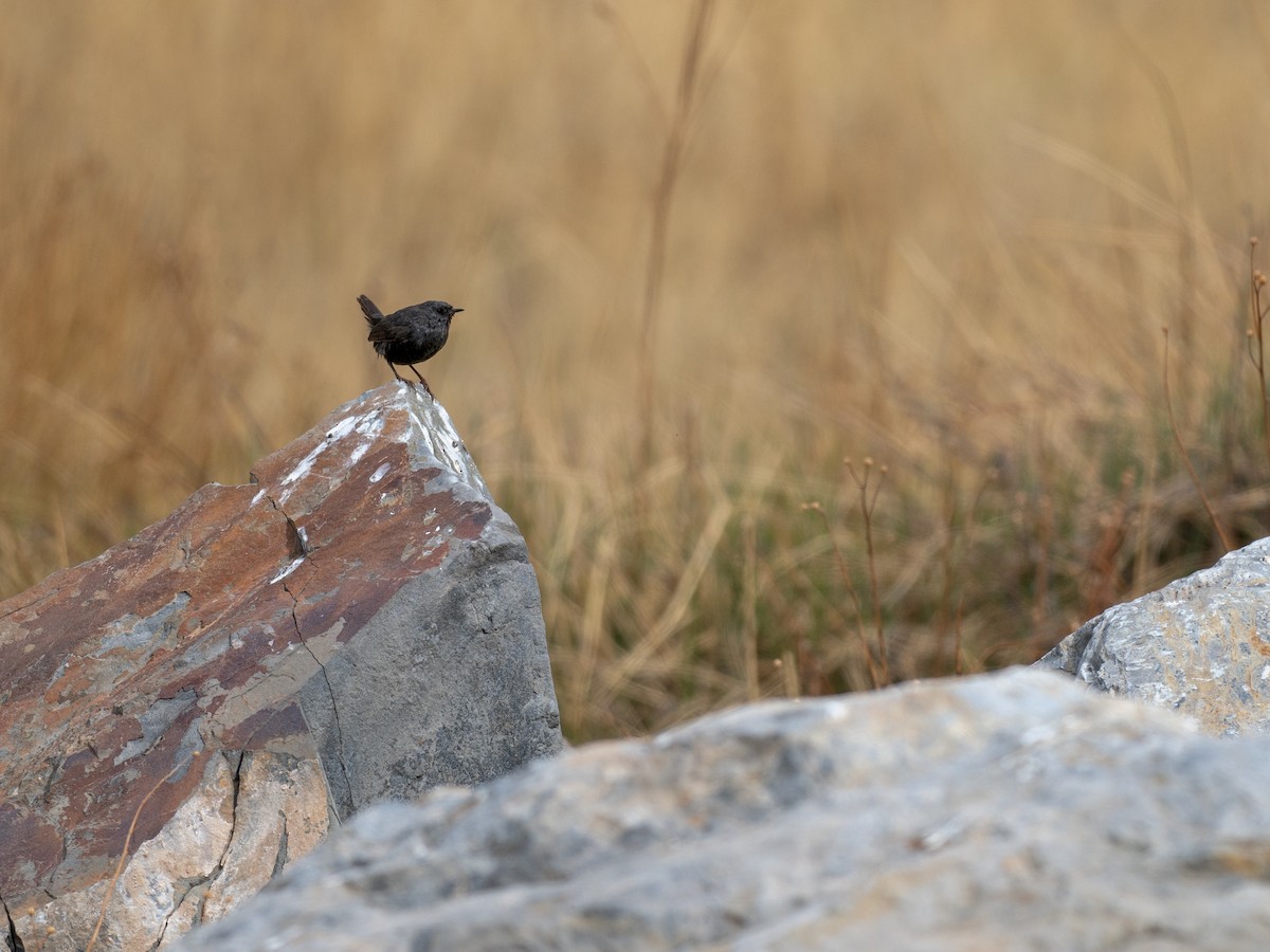 Magellanic Tapaculo - ML645235888