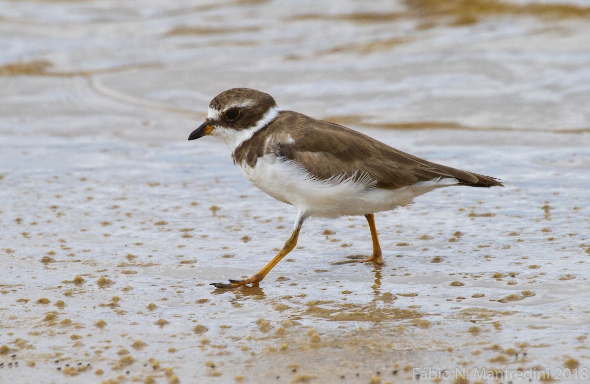 Semipalmated Plover - ML645235889