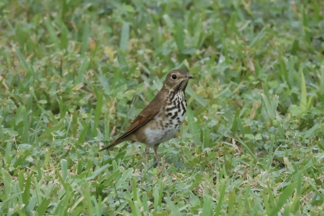 Hermit Thrush - ML645235890