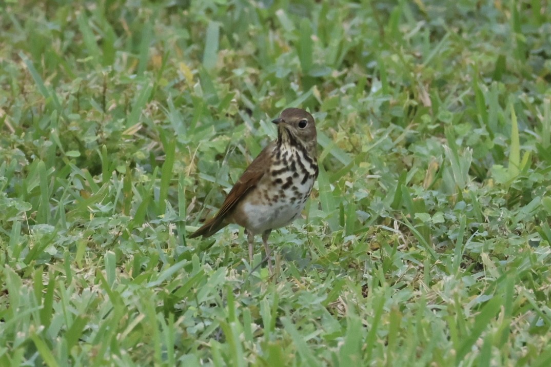 Hermit Thrush - ML645235891