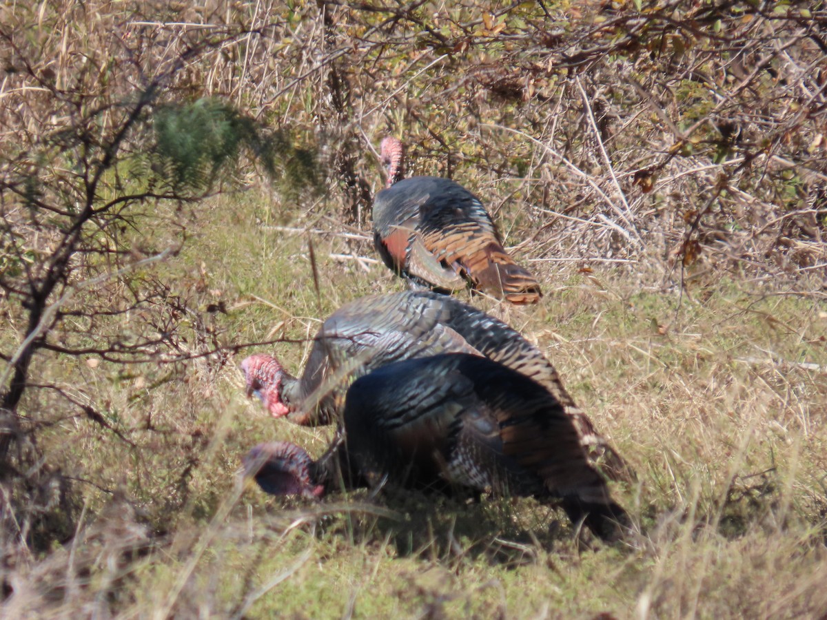 Wild Turkey - ML645235892