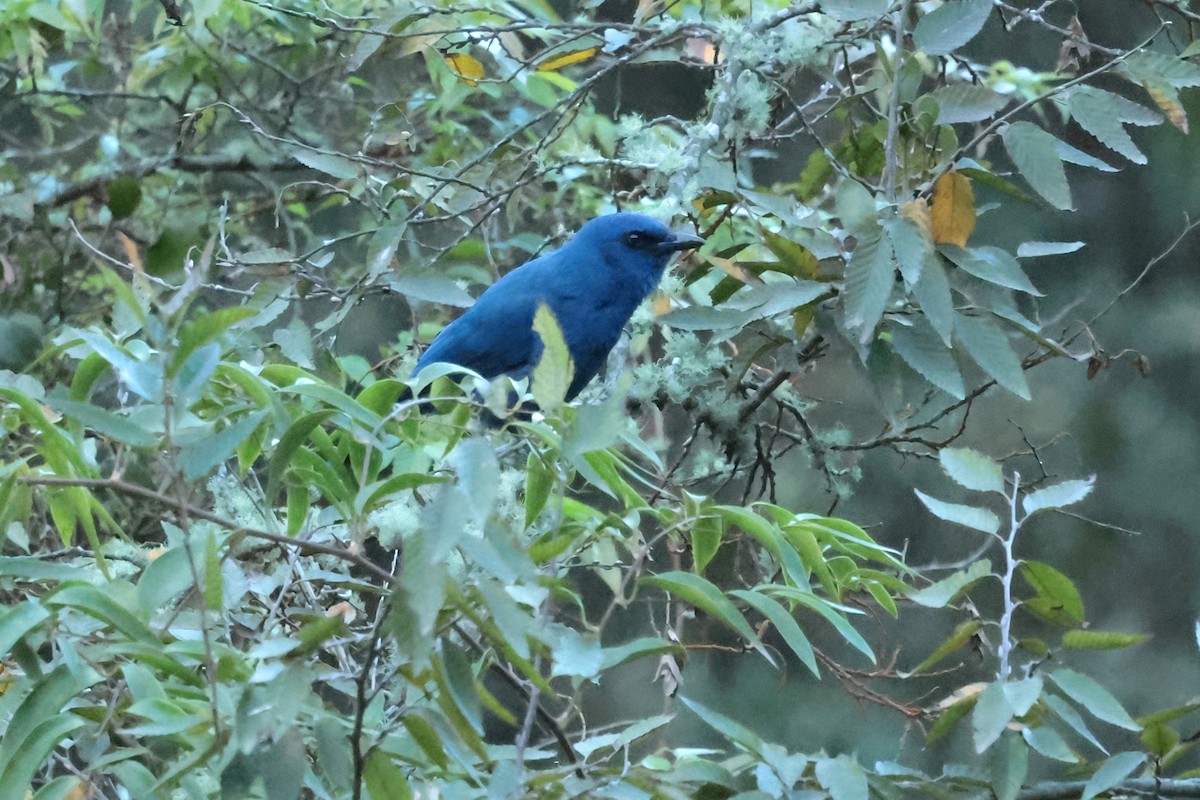 Unicolored Jay - ML645235894