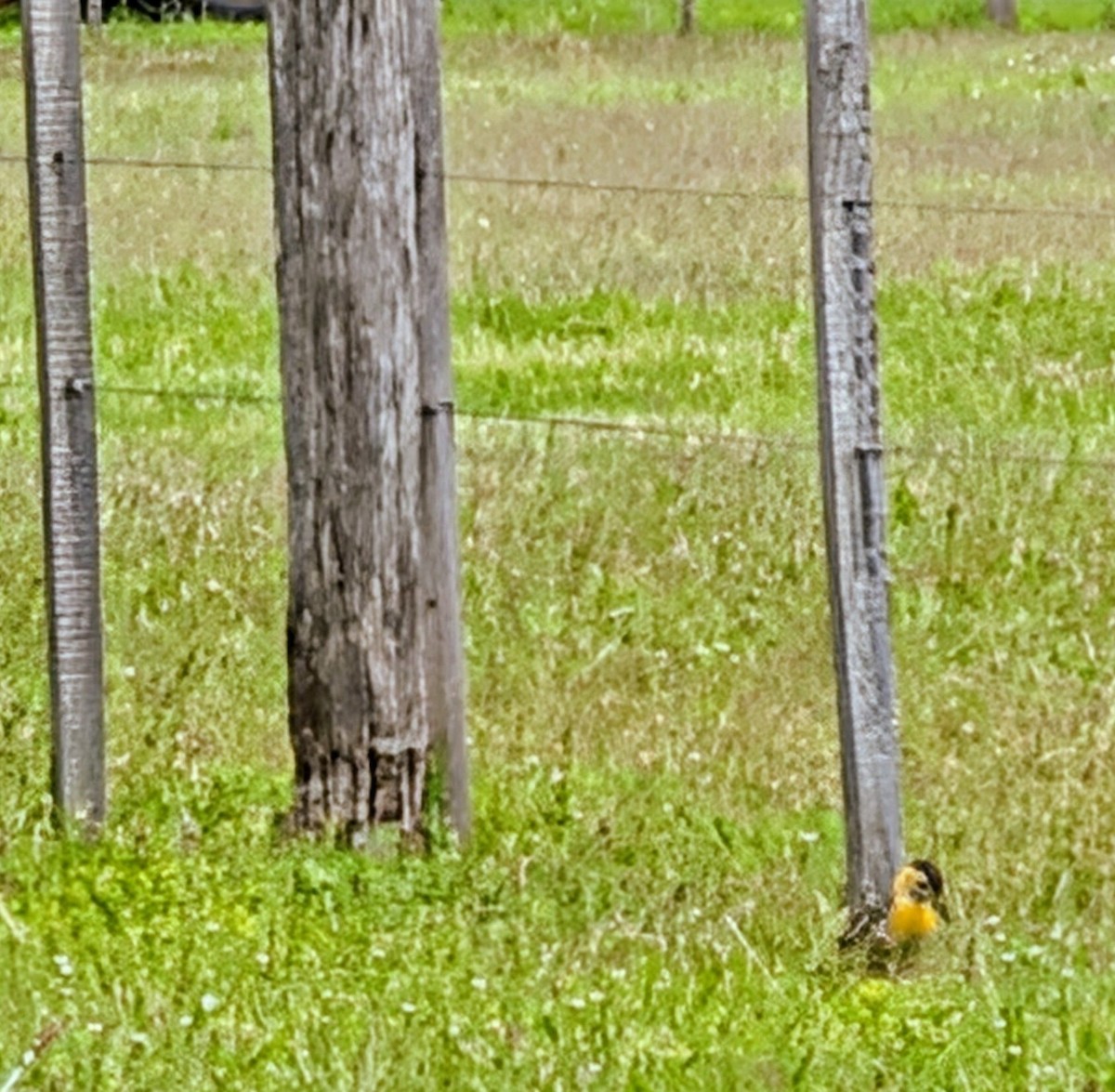 Campo Flicker - ML645235895