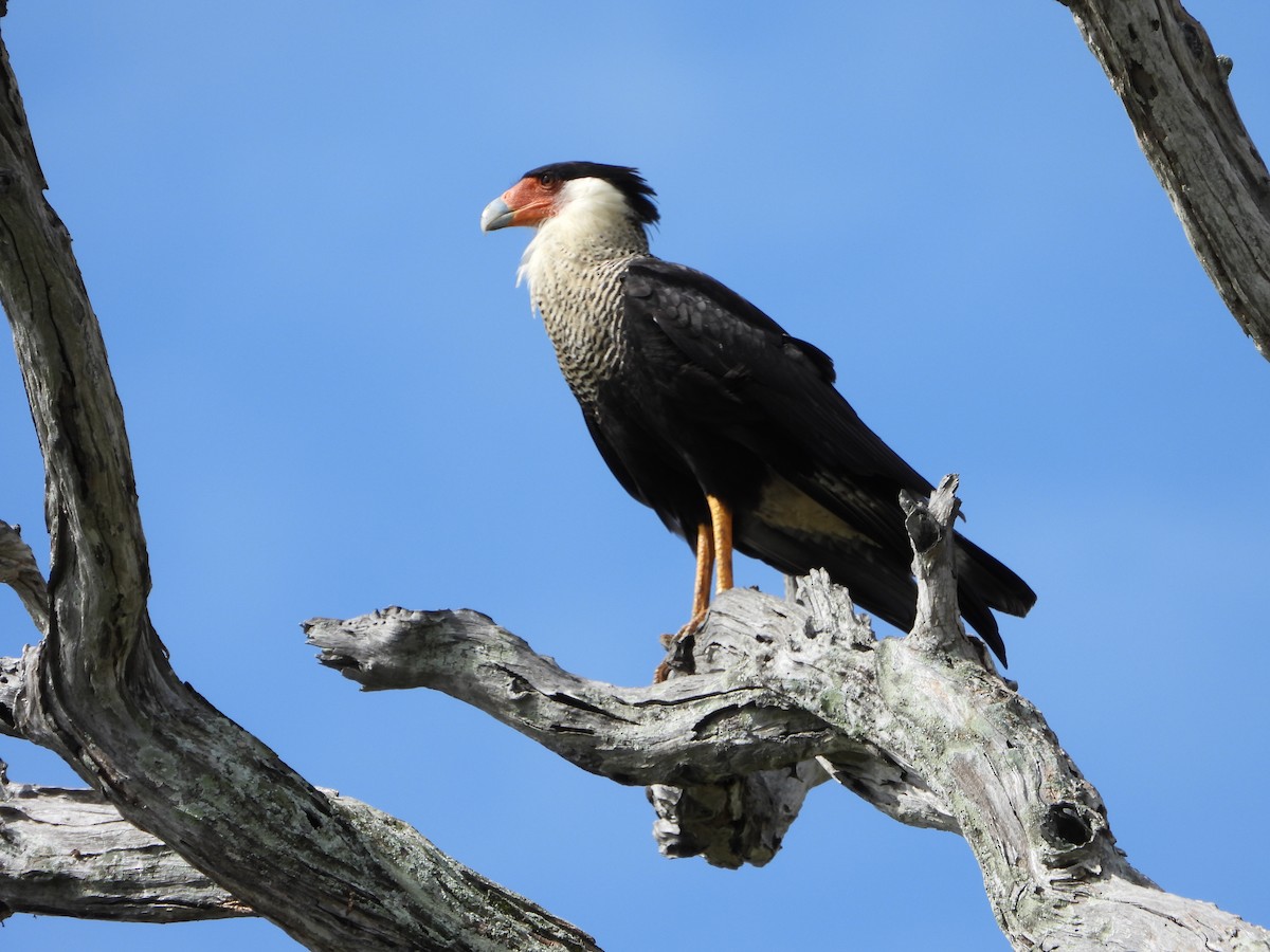 Crested Caracara - ML645235896