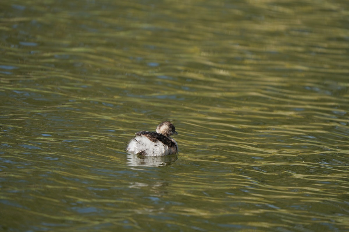 Australasian Grebe - ML645235903