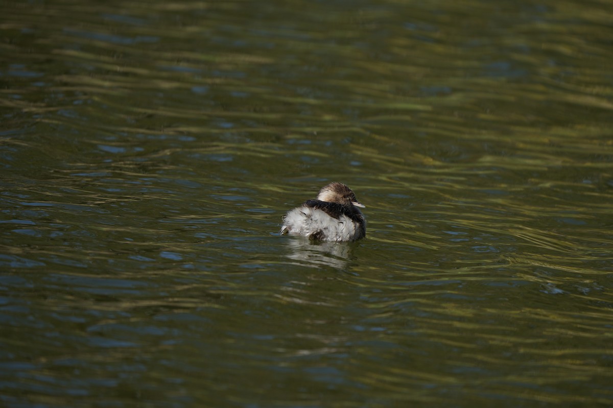Australasian Grebe - ML645235904