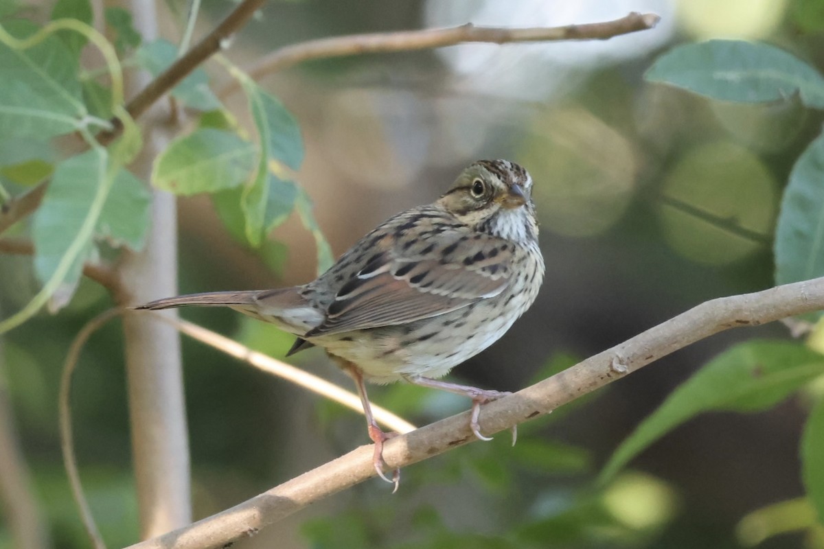 Lincoln's Sparrow - ML645235905