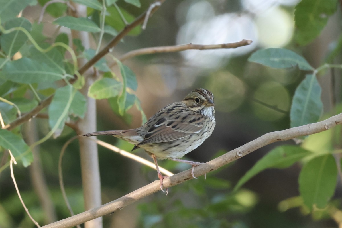 Lincoln's Sparrow - ML645235906