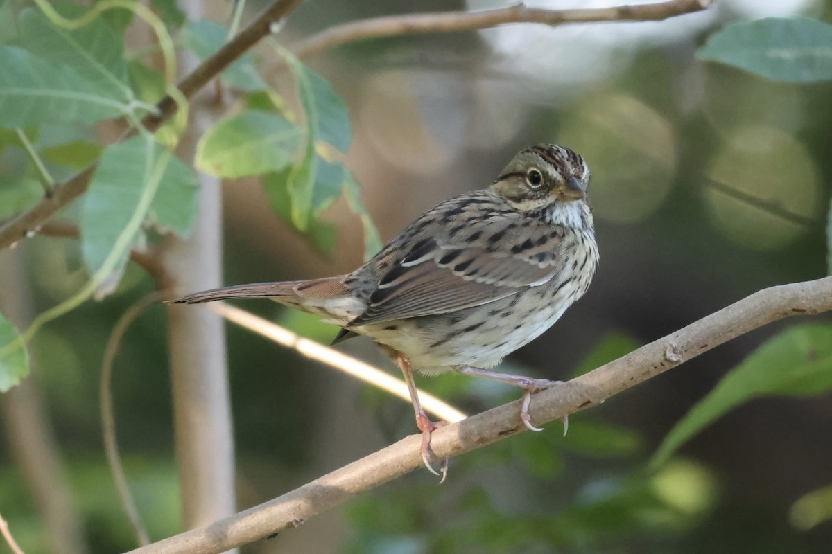 Lincoln's Sparrow - ML645235908