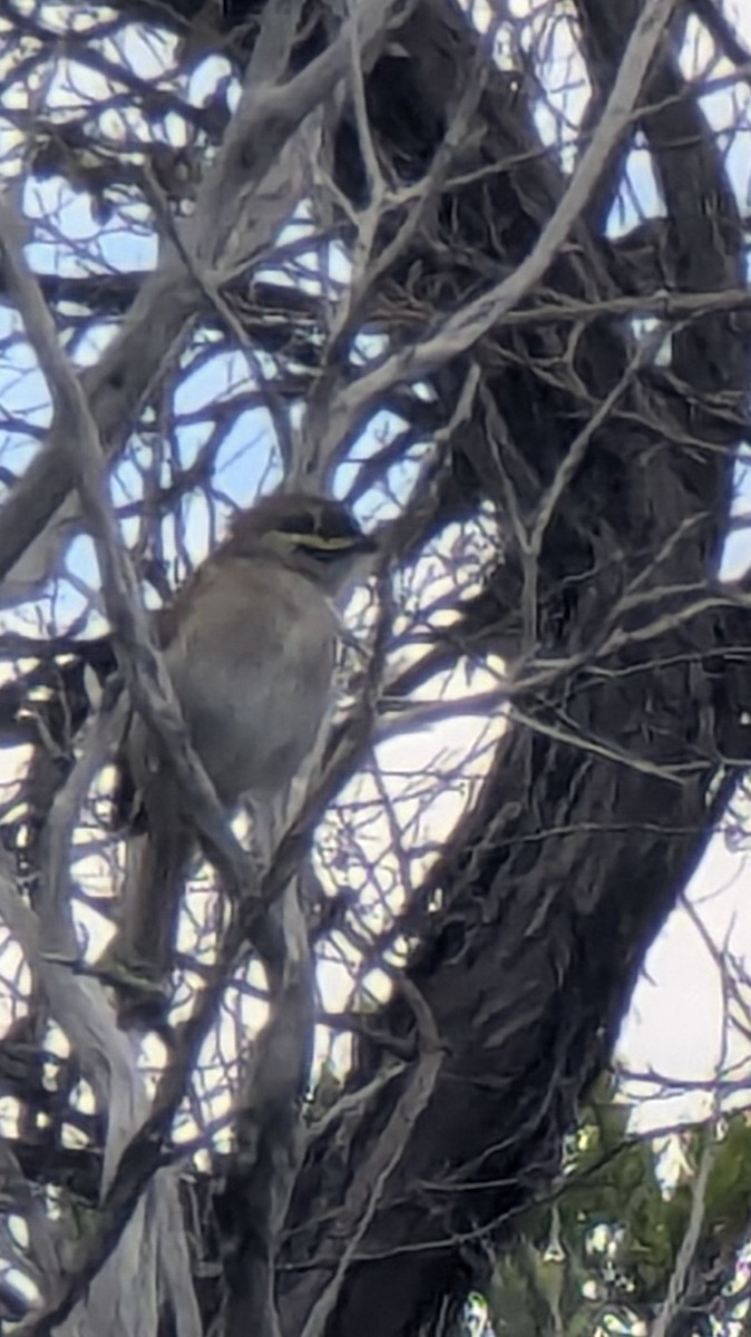 Yellow-faced Honeyeater - ML645235911