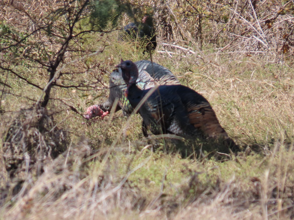 Wild Turkey - ML645235913