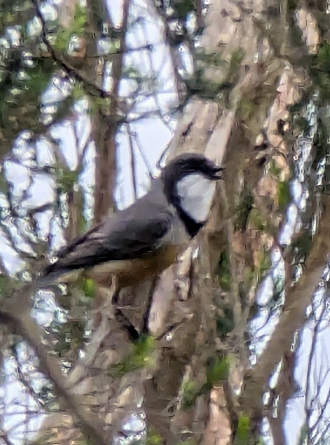 Rufous Whistler - ML645235918