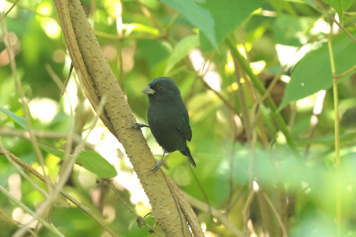 Slaty Finch - ML645235919