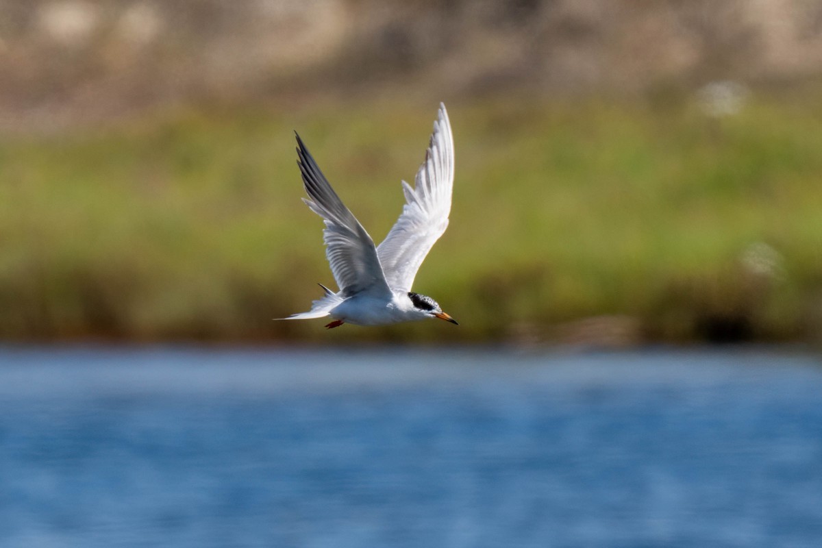 Forster's Tern - ML645235920