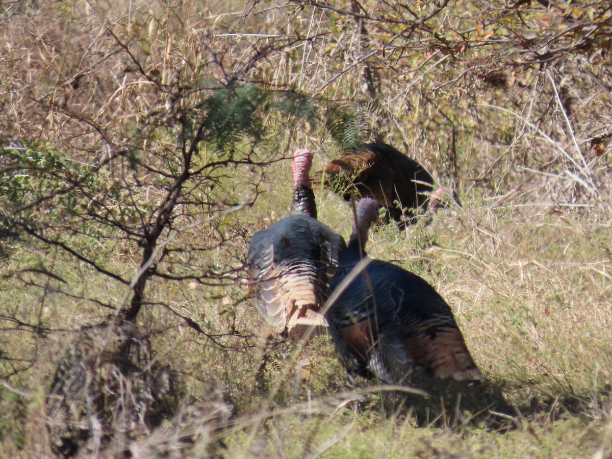 Wild Turkey - ML645235933