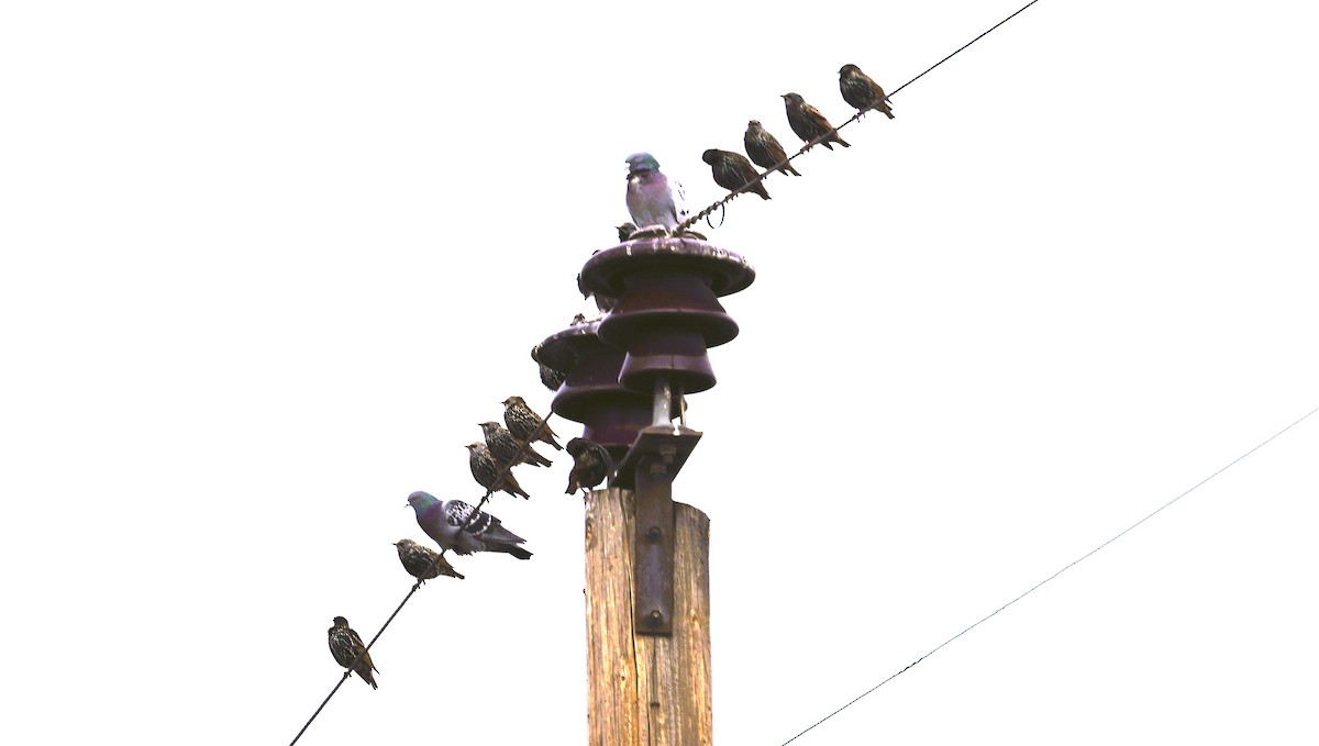 Arabazozo pikarta - ML645235936