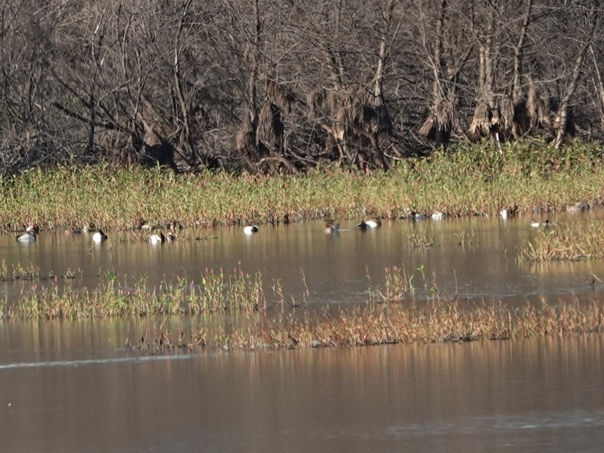 Canvasback - ML645235938