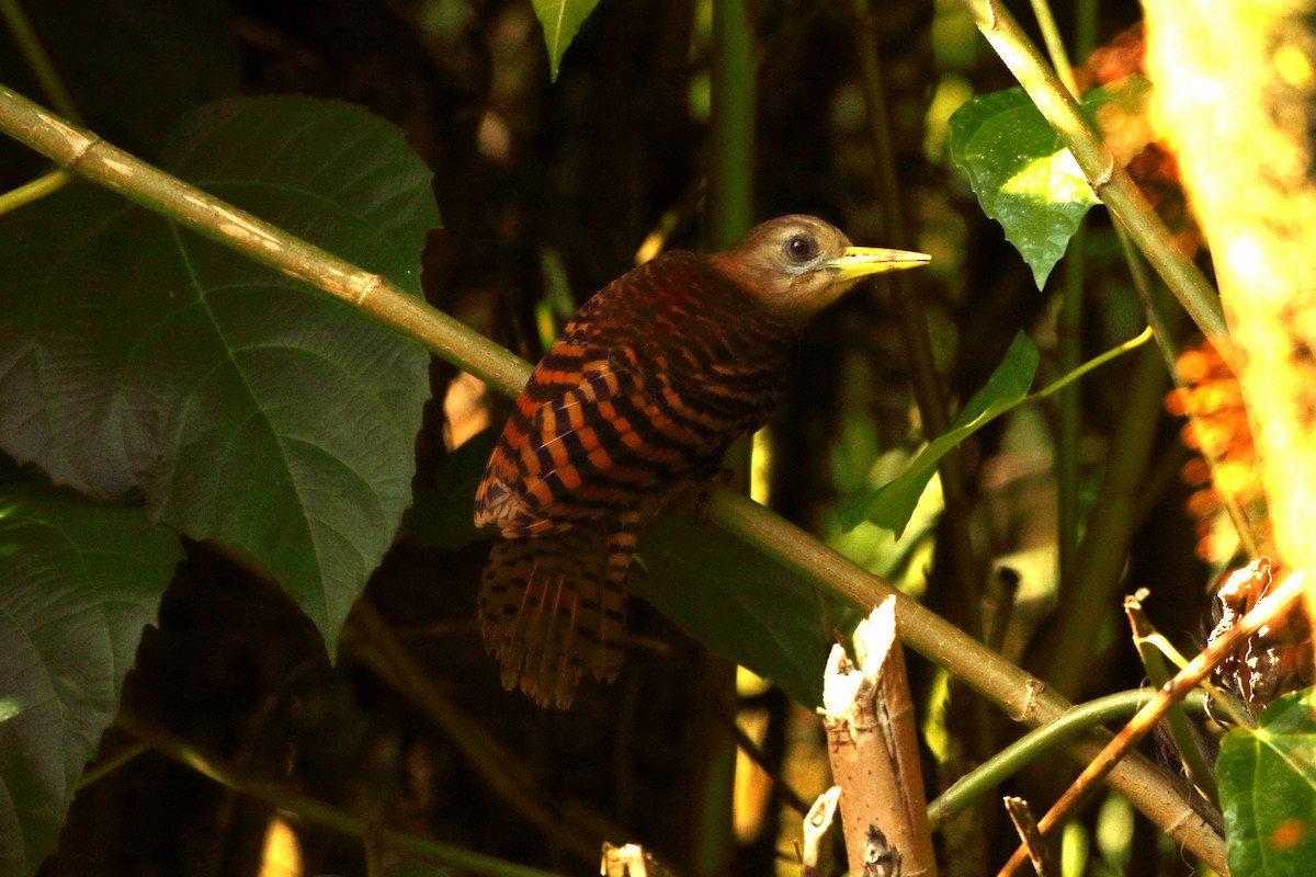 Bay Woodpecker - ML645235972