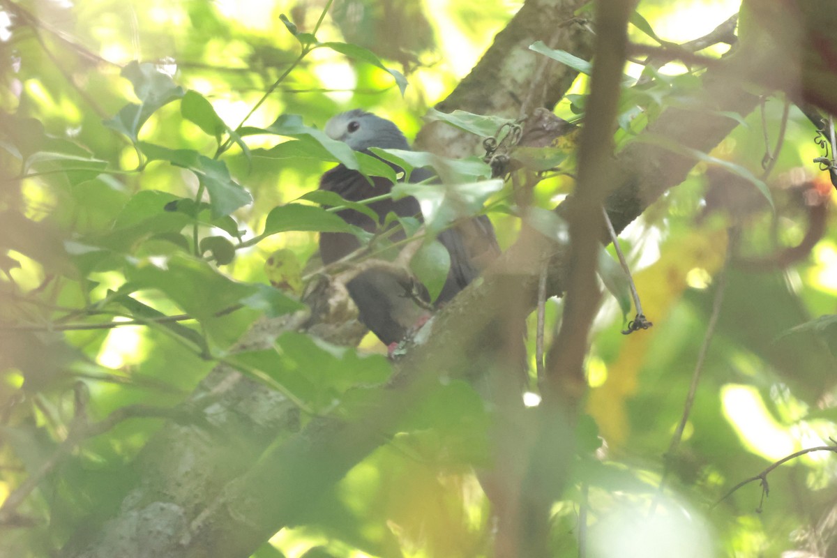 holoubek hnědoprsý - ML645235991