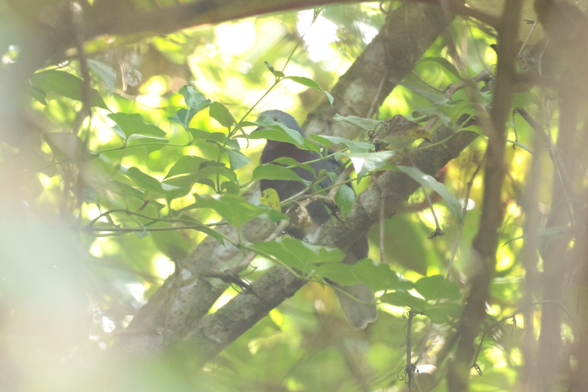 holoubek hnědoprsý - ML645235992