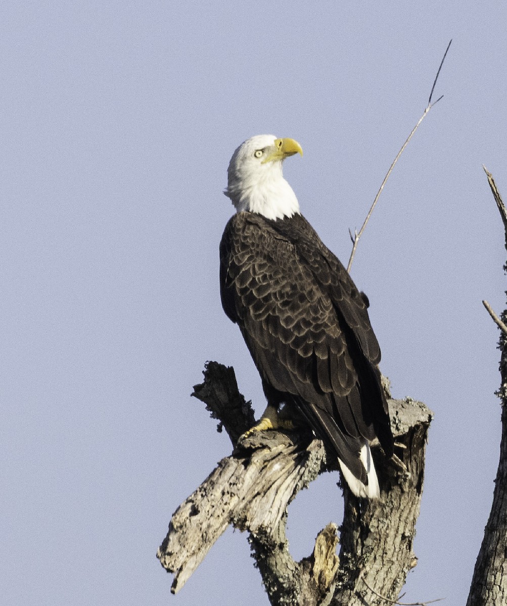 ハクトウワシ - ML645235998