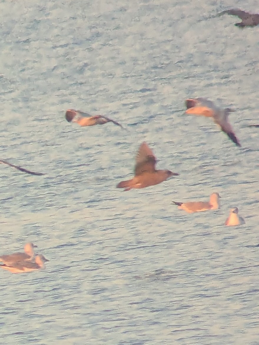Iceland Gull (Thayer's) - ML645236001