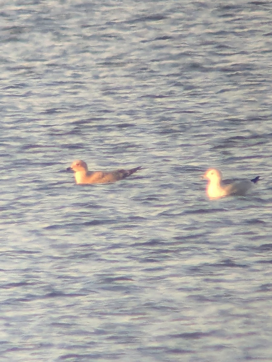 Iceland Gull (Thayer's) - ML645236002