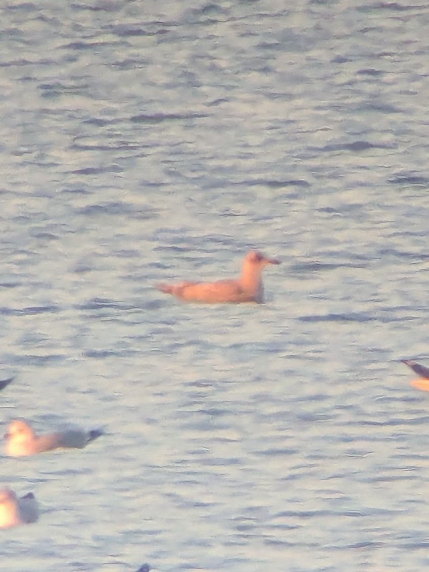 Iceland Gull (Thayer's) - ML645236003