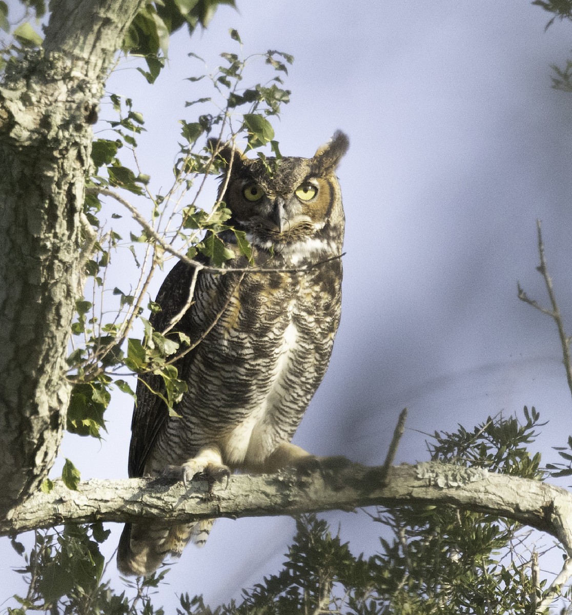 Great Horned Owl - ML645236008